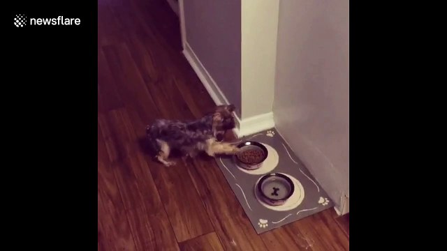 Dog scared of bowl hilariously spills food over floor