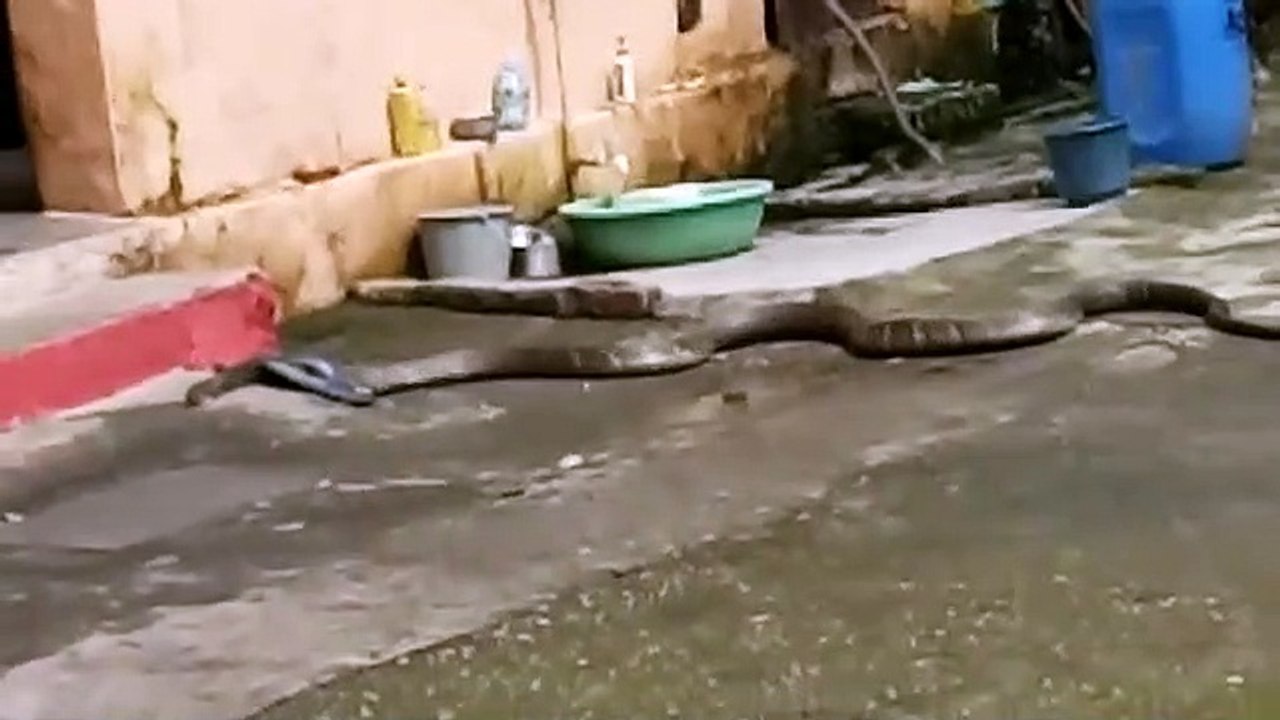king cobra