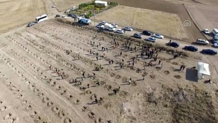 Gazi Üniversitesi öğrencileri Kahramankazan'da fidan dikti