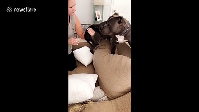 Big tough pitbull is TERRIFIED of tiny little kitten
