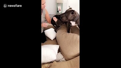 Big tough pitbull is TERRIFIED of tiny little kitten