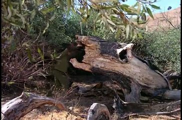 Planeta dos Macacos: A Série de TV - 10