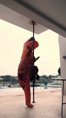 Tải video: Pole dance.. par un Tyrannosaure T-Rex Lol !