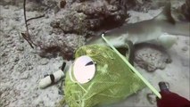 Un plongeur fait face à un requin qui veut dévorer sa prise