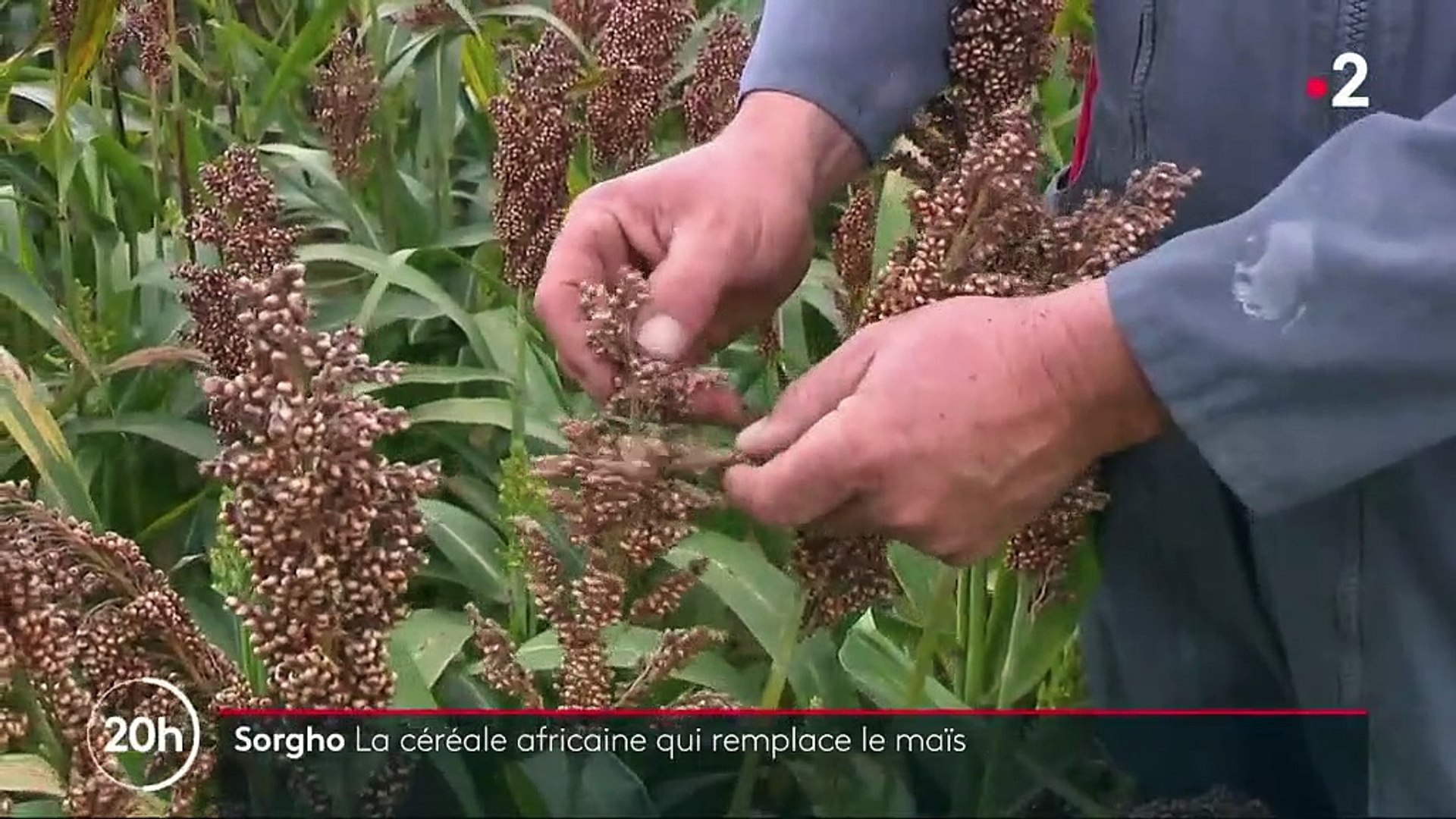 Agriculture : le sorgho, la céréale africaine qui remplace le maïs - Vidéo  Dailymotion