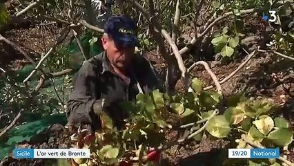 Italie : la pistache de Bronte, l'or vert de Sicile