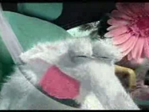 Twingo kiss cool / Super Preachers-Blood Train