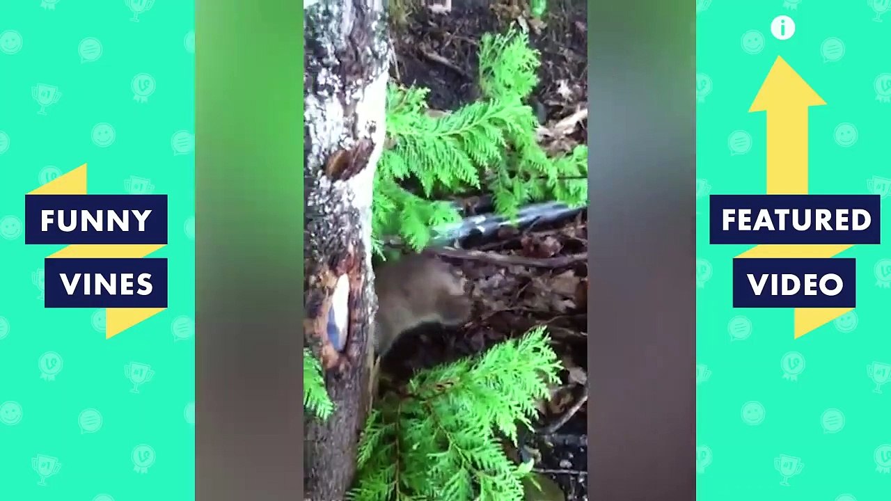 TRY NOT TO LAUGH - FUNNY PETS & ANIMALS | Funny Videos September 2018