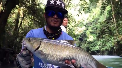 IKAN HAMPALA RAKSASA SUNGAI KAPUAS