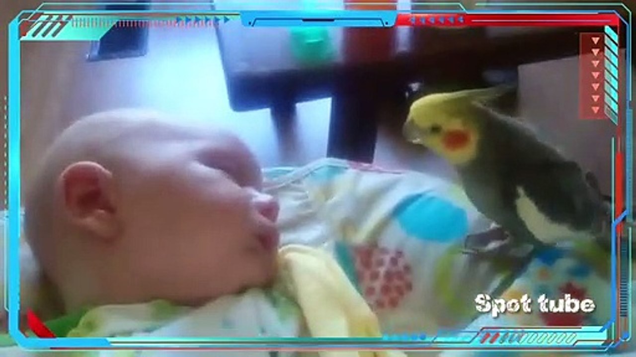 #Spot tube || Cockatiel gives kisses and sings to a sleeping baby