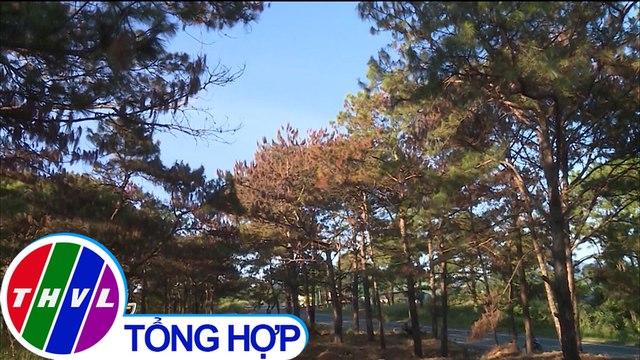 Bắt nhóm đối tượng hạ độc rừng thông tại Đắk Nông để lấy đất mặt đường