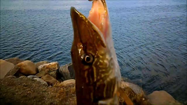 MCH 230 10 LBS PIKE SYLVAN LAKE ALBERTA CANADA.