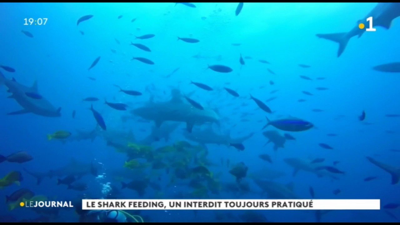 Le shark feeding en question