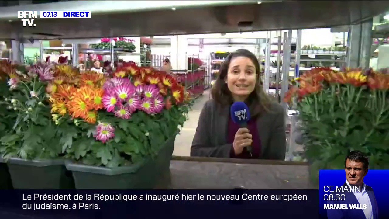 Chrysanthème, cyclamen, choux... Quelles fleurs...