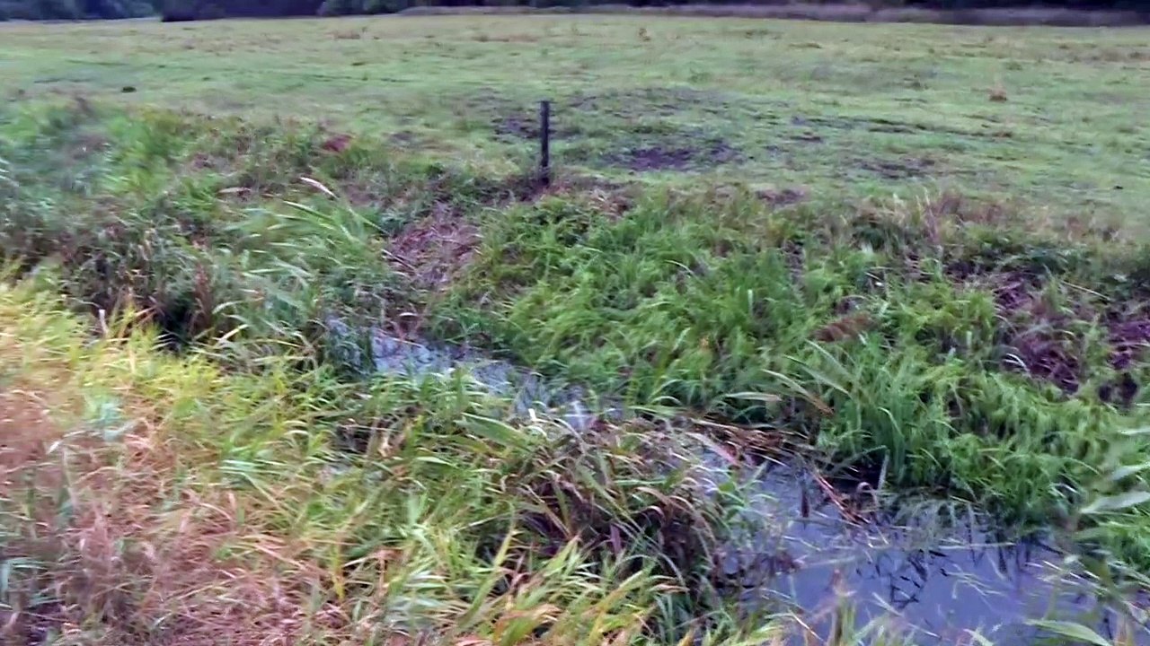 Die Natur sprießt im früheren DDR-Todesstreifen