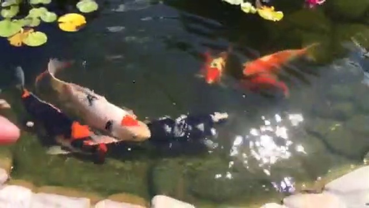 VID_20180406_165747