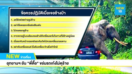 อุทยานฯ ยัน"พี่ดื้อ"ขย่มรถเก๋งไม่ดุร้าย | NEW18