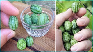 The Cucamelon Is The Cutest Summer Food You Should Be Eating