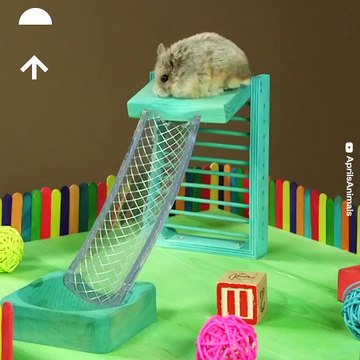 These hamsters have the BEST playground ever - Naturee Wildlife