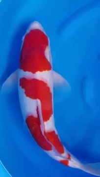 Японский Карп Кои, Кохаку