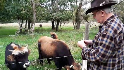 Aurochs Plaine de Sèvres à Rezé