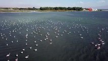 Van Gölü her yıl gelen misafirlerini ağırlıyor; flamingolar 5 ay sürecek tatillerine başladı