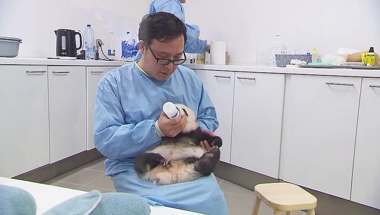 Pairi Daiza - pandas