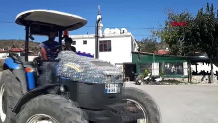 Datça'da güz domatesi üreticisi ilk kez bu yıl zarar etti