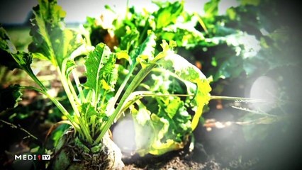 يوميات الفلاح - 30/10/2019