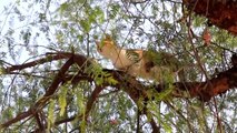 Ağaçta 2 gün mahsur kalan kedi kurtarıldı - HATAY