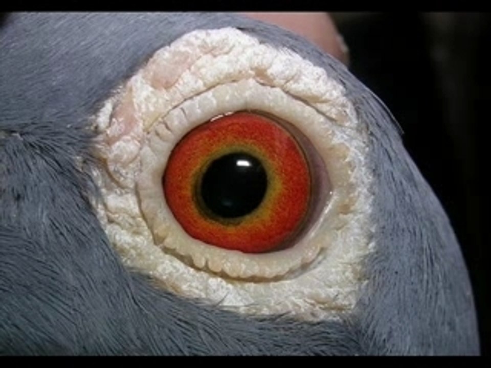 Pigeons béarnais sous le ciel de Pau