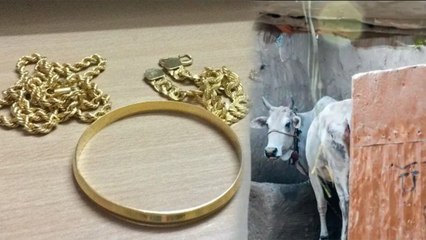 தங்க நகையை சாப்பிட்ட மாடு..சாணிக்காக காத்திருக்கும் குடும்பம் | Bull Eats 40 Grams Of Gold Ornaments