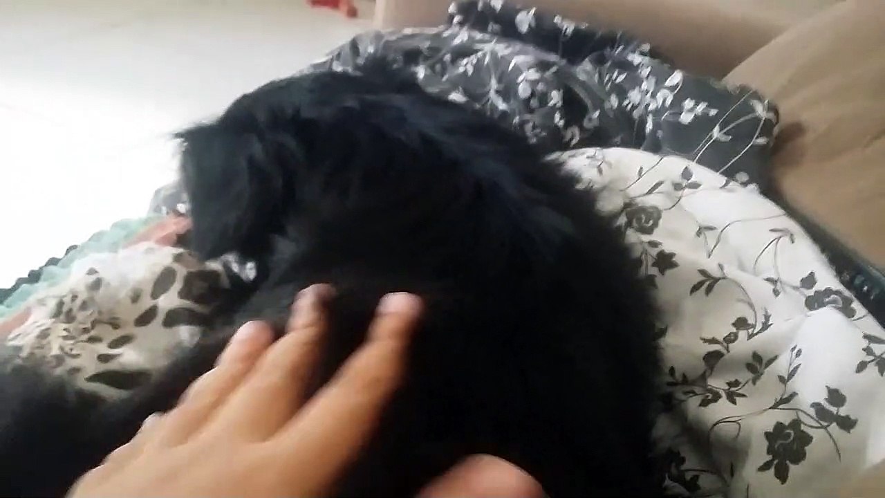 LK cão