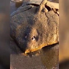 Ocean creatures surprise on the beach