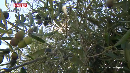 Zeytin çıtlatma aracı zamandan tasarruf sağlıyor