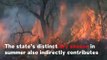 What Causes Wildfires
