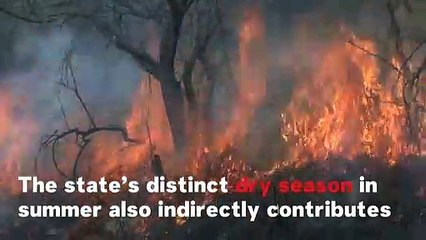 Télécharger la video: What Causes Wildfires