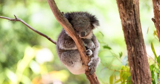 “Une tragédie nationale en Australie avec des centaines de koalas victimes des flammes d'un gigantesque incendie