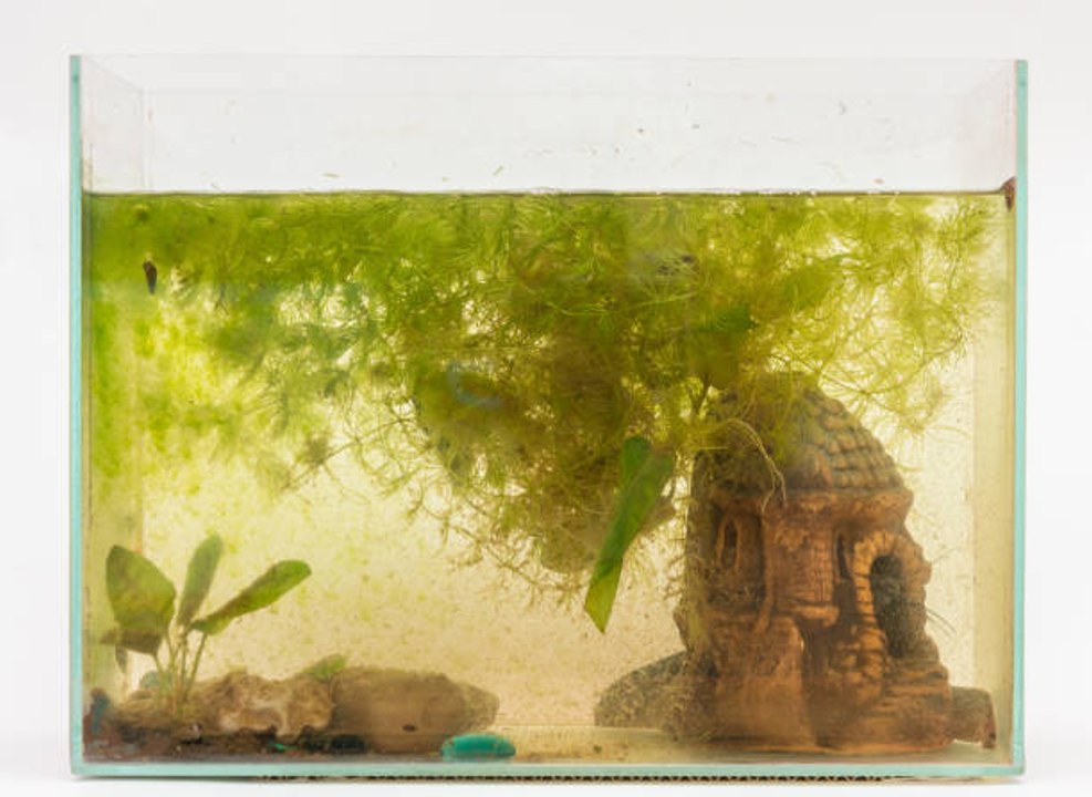Comment lutter contre la prolifération d'algues dans mon aquarium ?