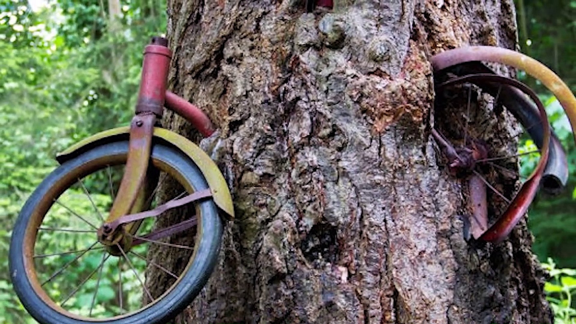 ⁣Quando la natura prende il controllo sulle cose abbandonate dall'uomo