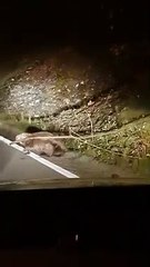 Un automobiliste aide un castor à traverser une route