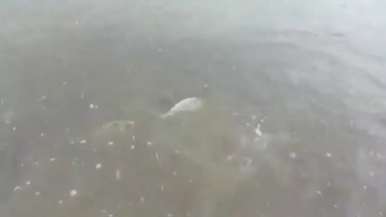 El Mar Menor vuelve a ser una mancha verde