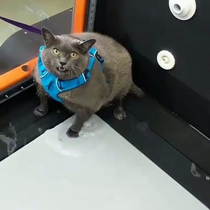Günlük egzersizlerinden her seferinde minimum eforla’ sıyrılmanın yolunu bulan obez kedi