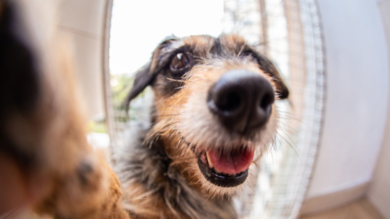 Lo último en tecnología para perros