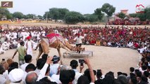 शायद आप पहली बार देख रहे होंगे ऐसा ऊंट का डांस || New Camel Dance || Camel Festival Rajasthan 2019
