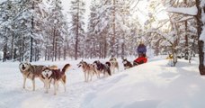 Laponie : face au tourisme de masse, les huskies de traineaux sont les premières victimes