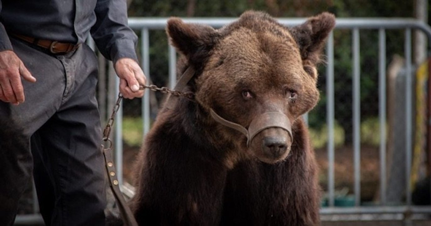Après le sauvetage de Mischa, une association de protection animale appelle à sauver « Glasha et Bony », deux autres ours exploités