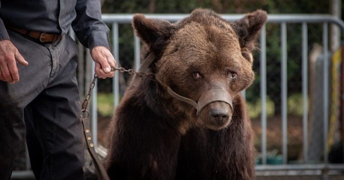 Après le sauvetage de Mischa, une association de protection animale appelle à sauver « Glasha et Bony », deux autres ours exploités