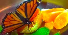 Une jeune femme, Anika Helmer, a recueilli un papillon pendant un mois après l'avoir sauvé