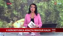 Yavru Kedi 4 Gün Boyunca Ağaçta Mahsur Kaldı